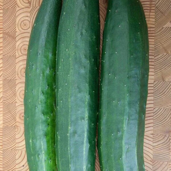 West Coast Seeds Cucumber Seeds